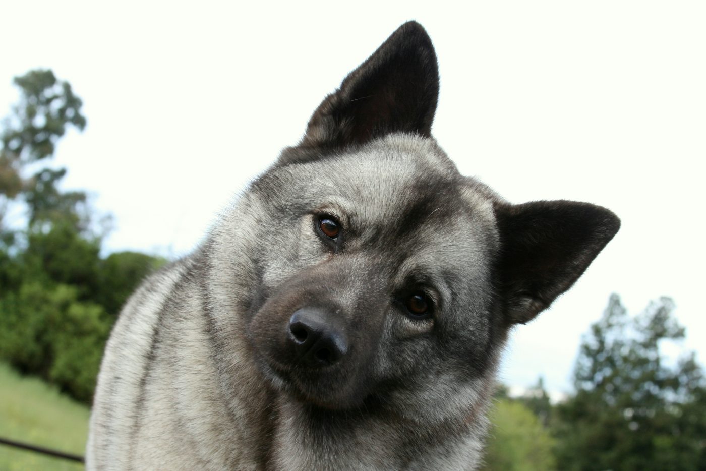 Norwegian Elkhound3 1400x934 1