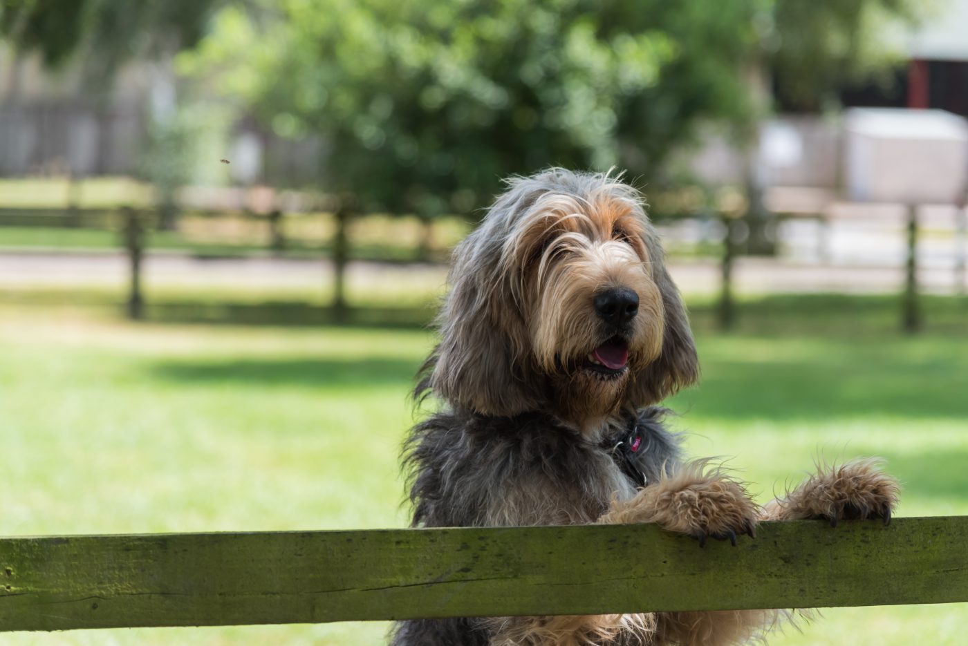 Otterhound2 1400x935 1