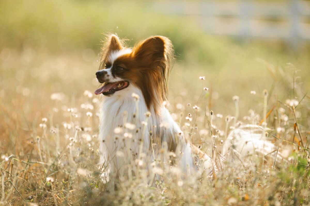 the best snout soother for your Papillon