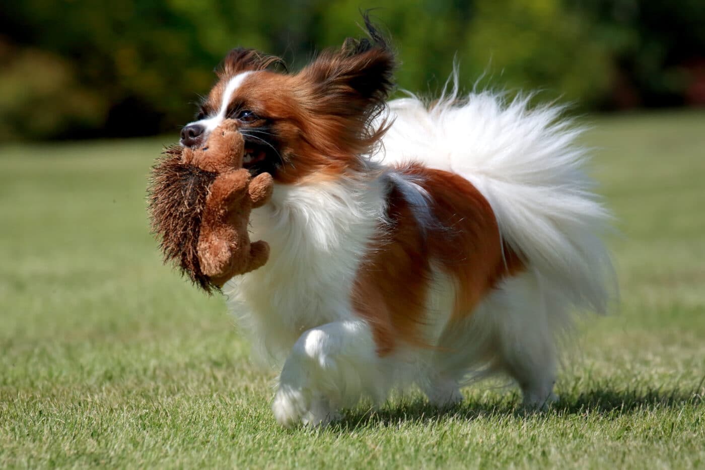 Papillon dog