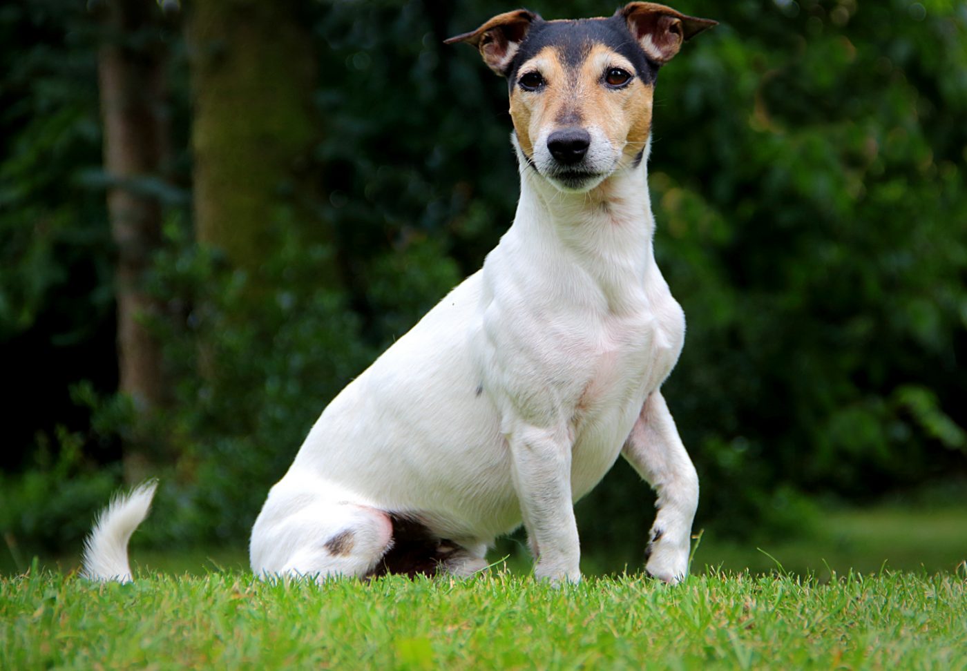 Parson Russell Terrier5 1400x972 1