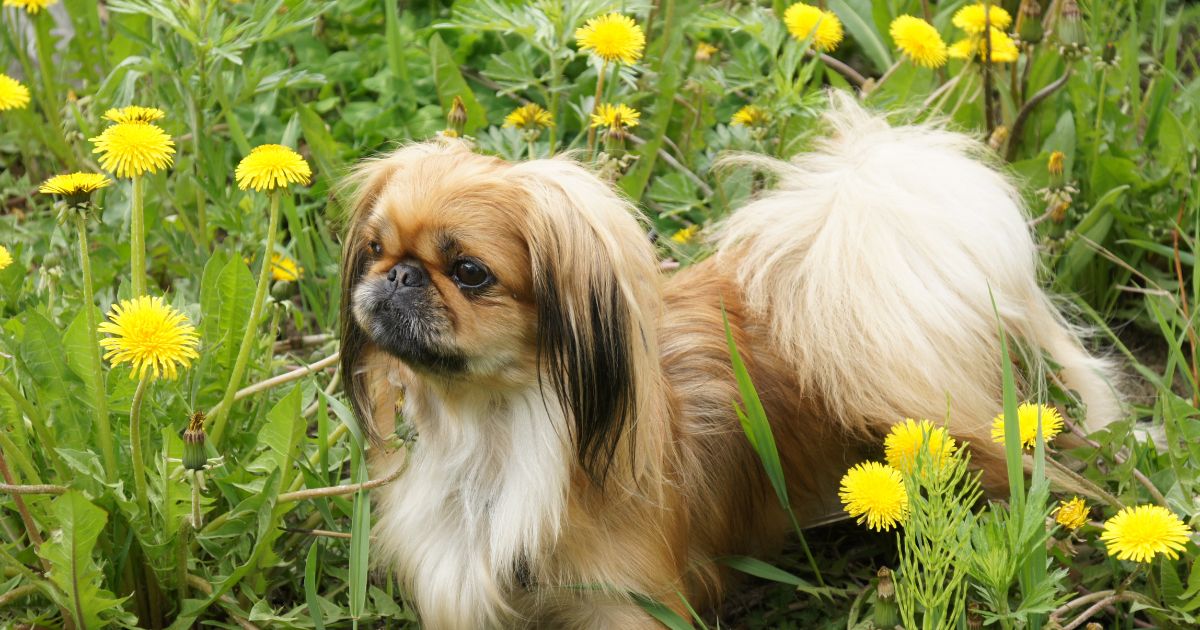 Pekingese Featured8