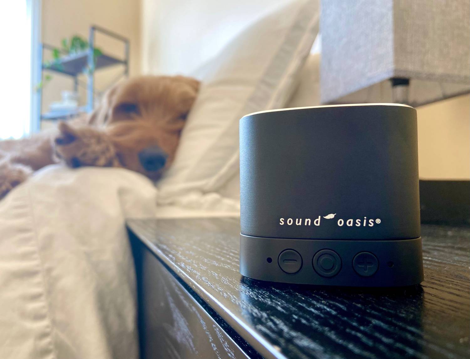 Pet Sound Therapy System Review - product with Micah sleeping peacefully