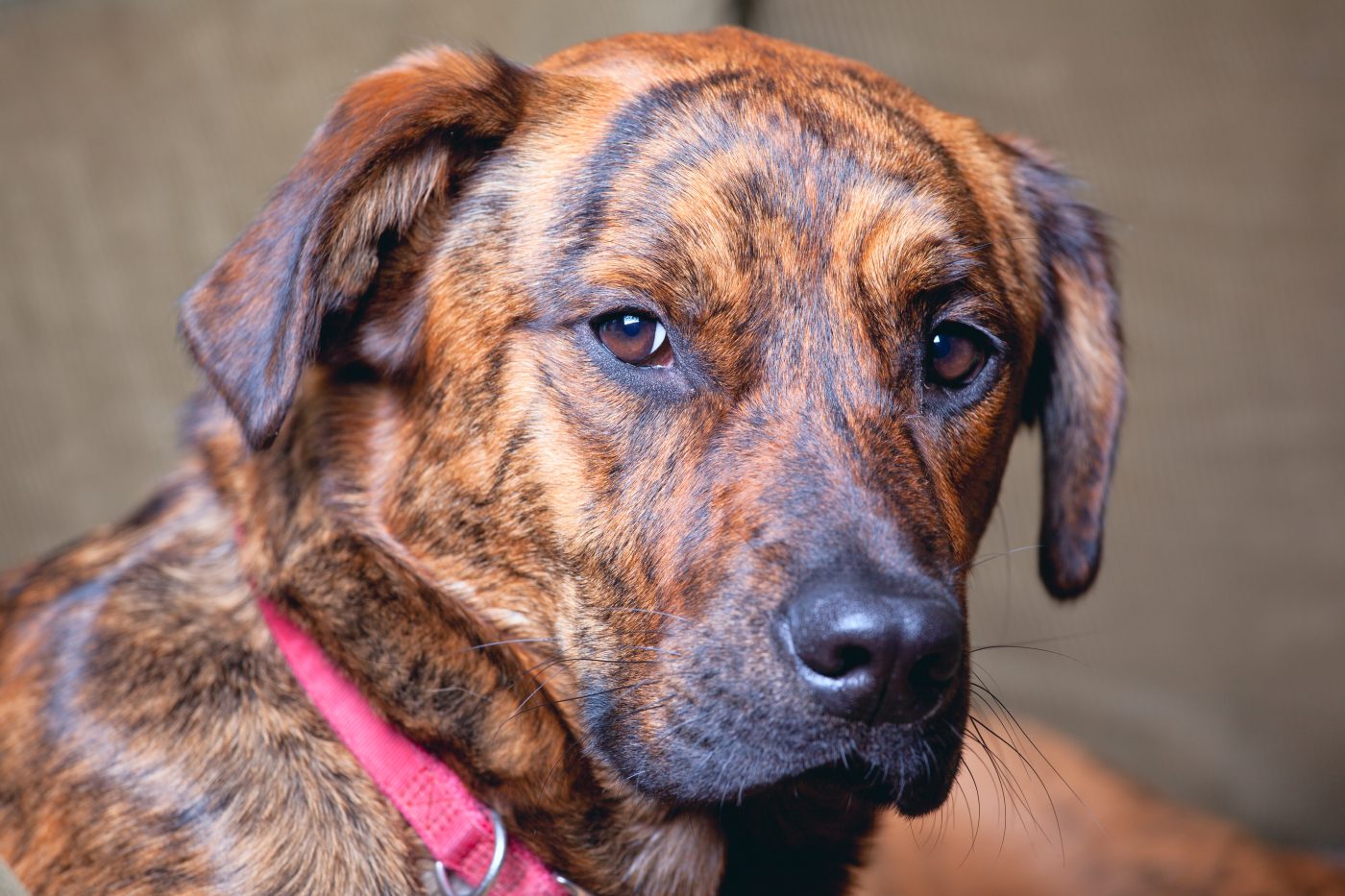 Brindle Plott Hound