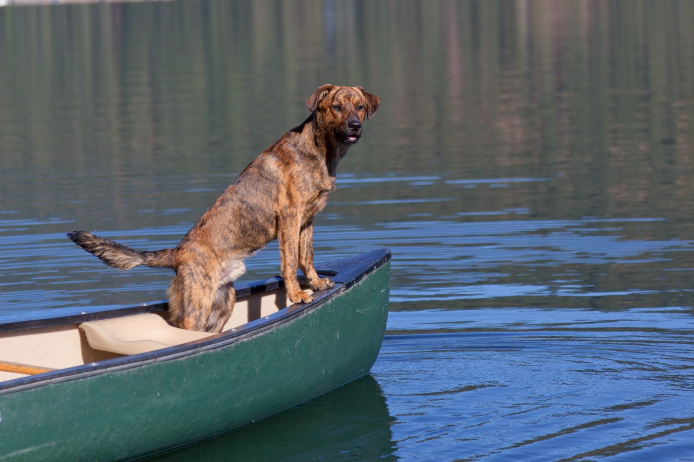 Plott Hound