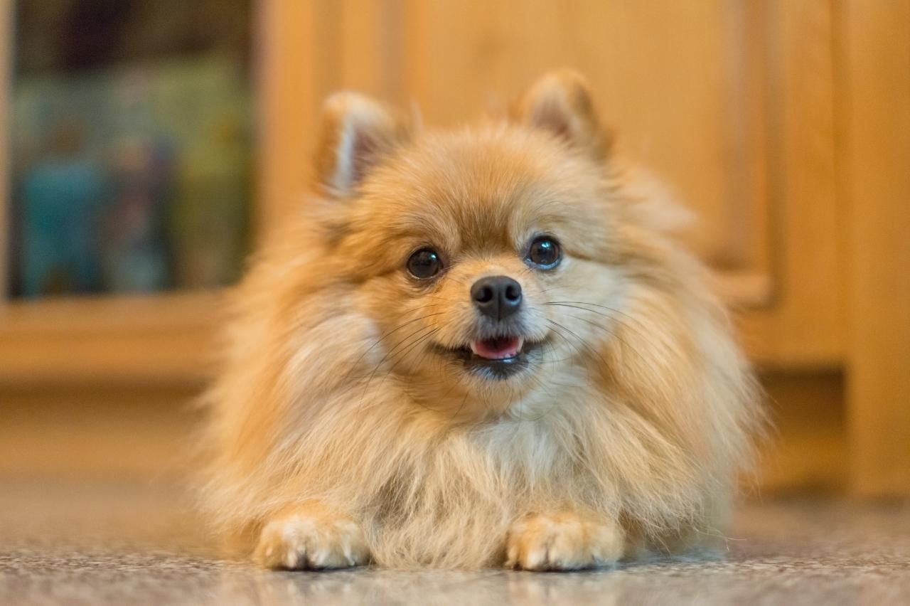 Best freeze dried dog food for Pomeranians