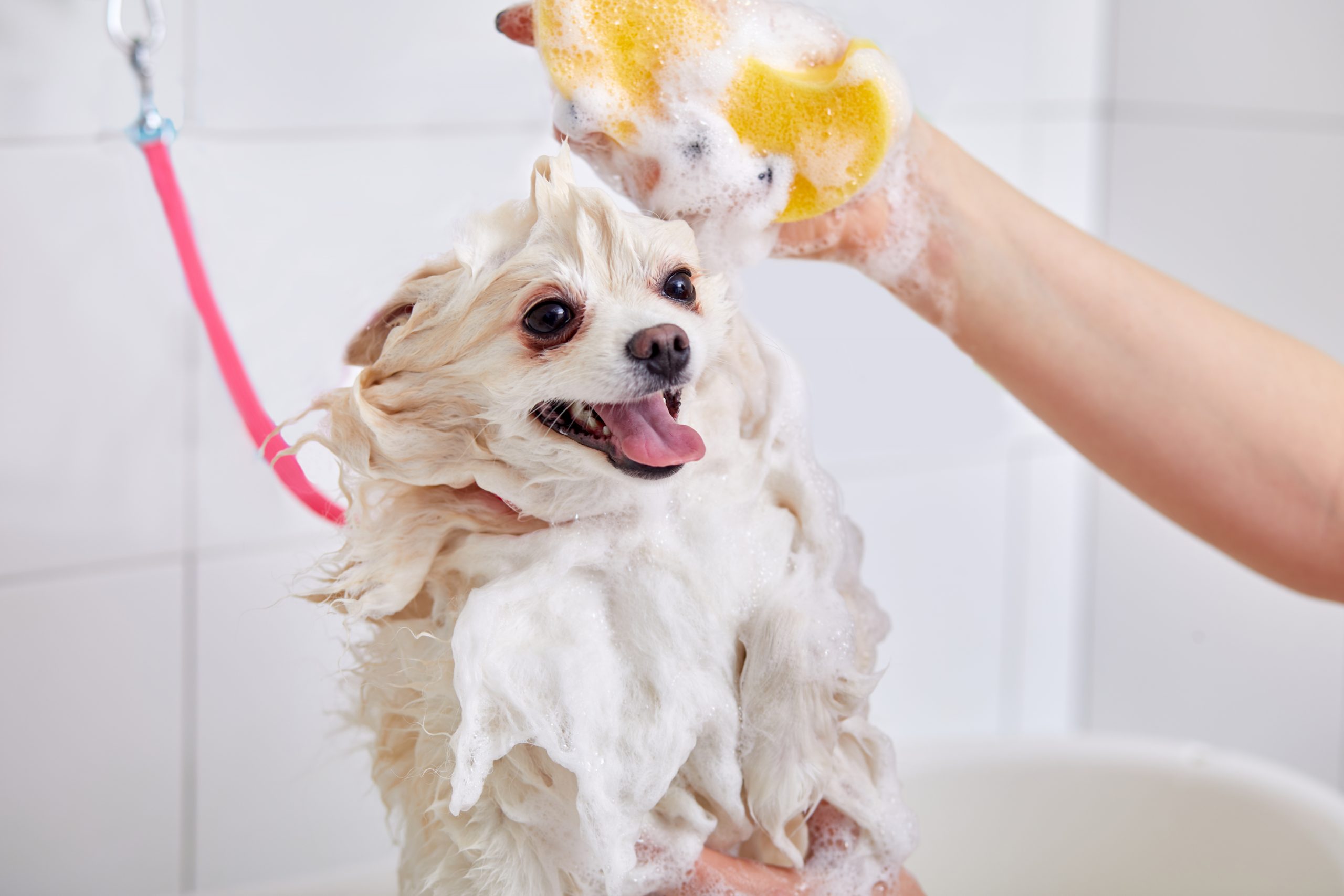 Pomeranian Bath scaled 1