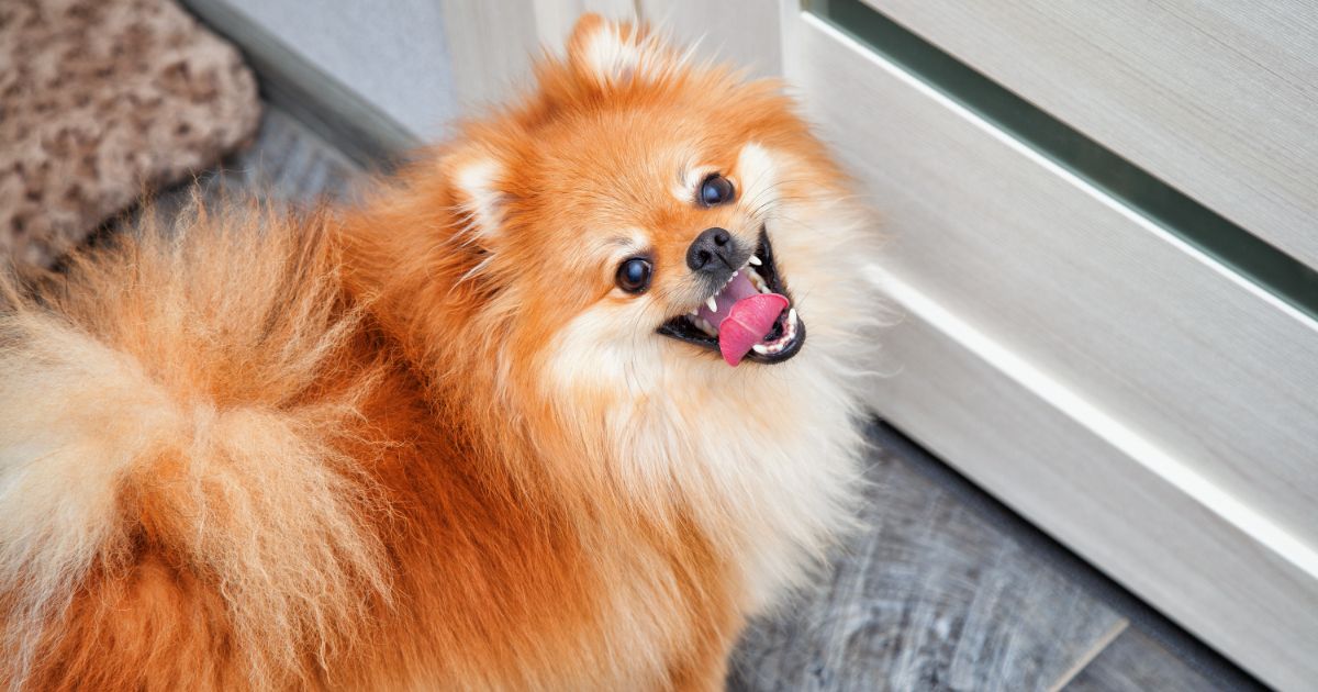 Pomeranian Featured5