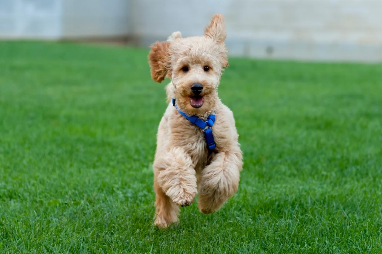 Best invisible dog fence for Poodles