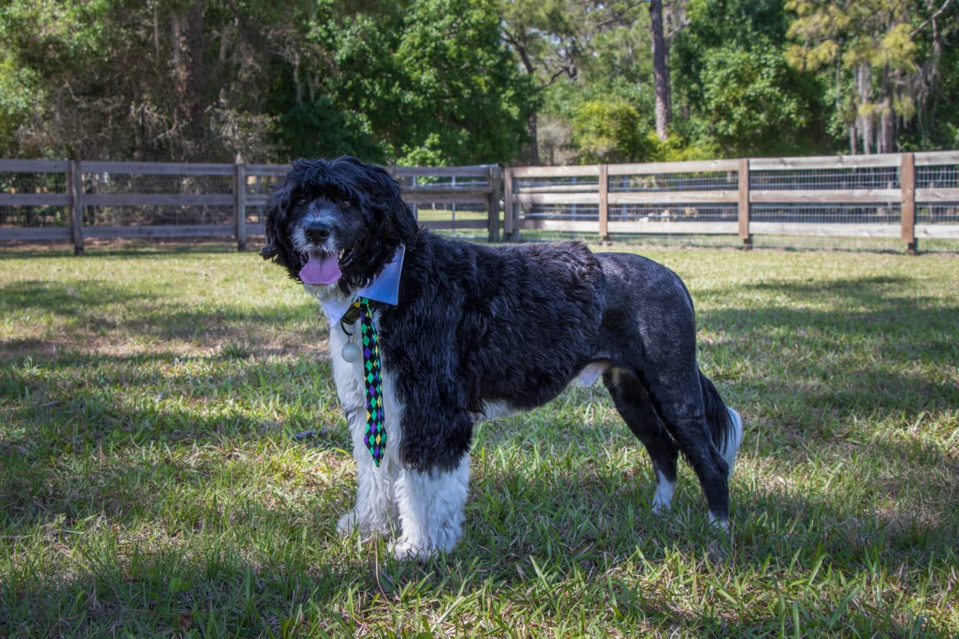 Portuguese Water Dog3 1400x933 1