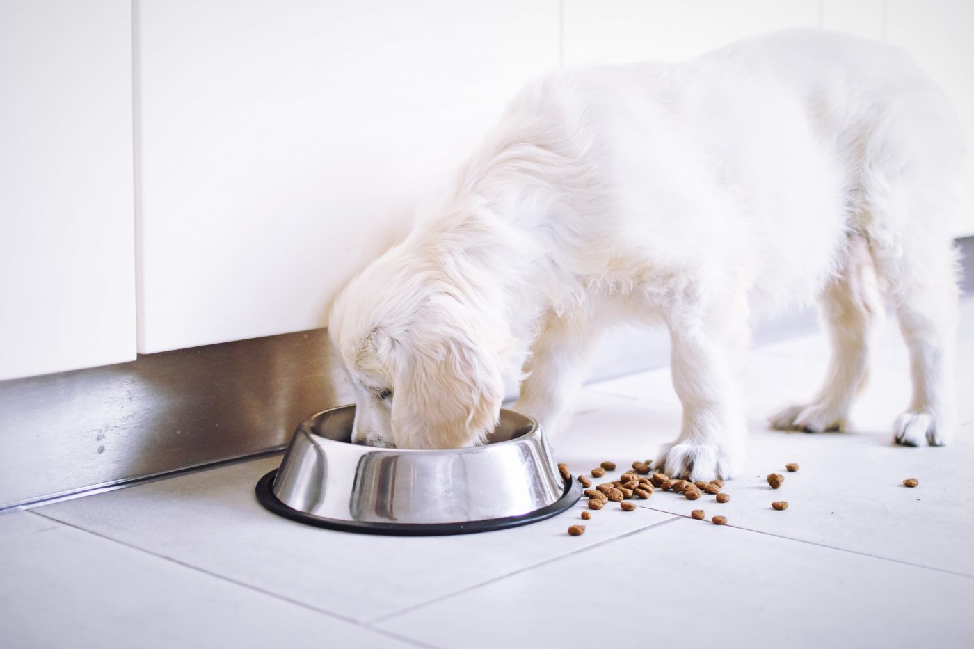 Puppy eating messy