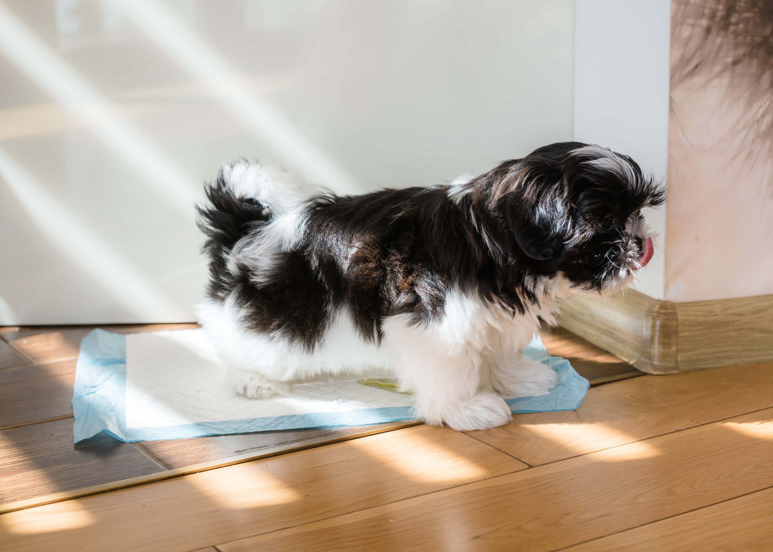 Puppy peeing on pee pad scaled 1