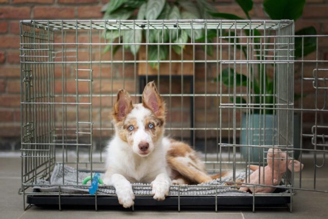 Puppy resting in crate