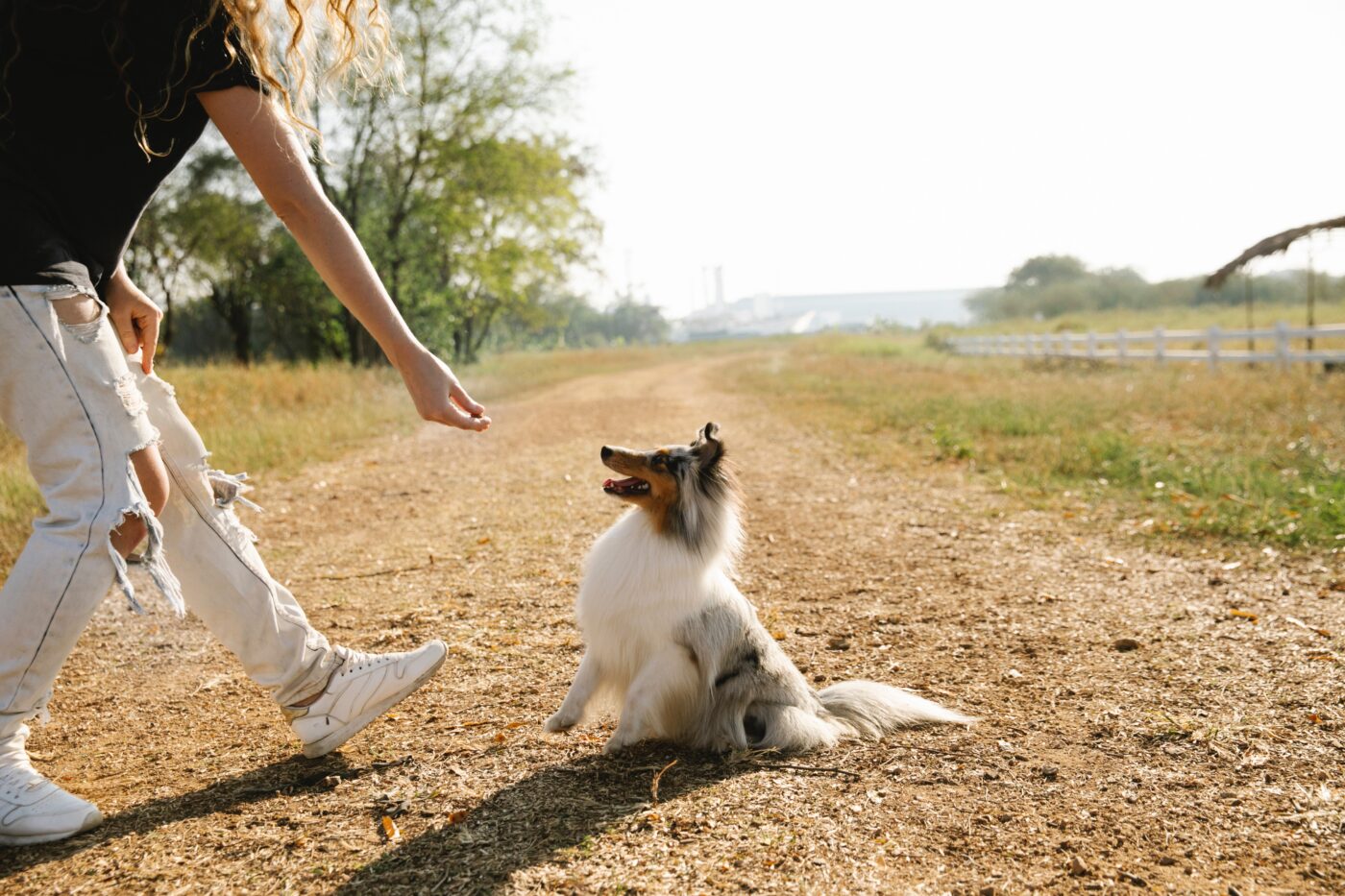 Puppy using training treats 1400x933 1