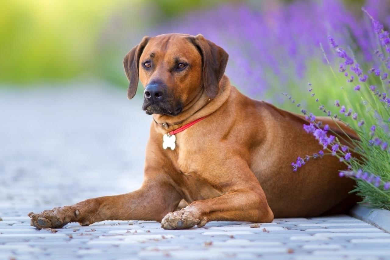 Best bully sticks for Rhodesian Ridgebacks