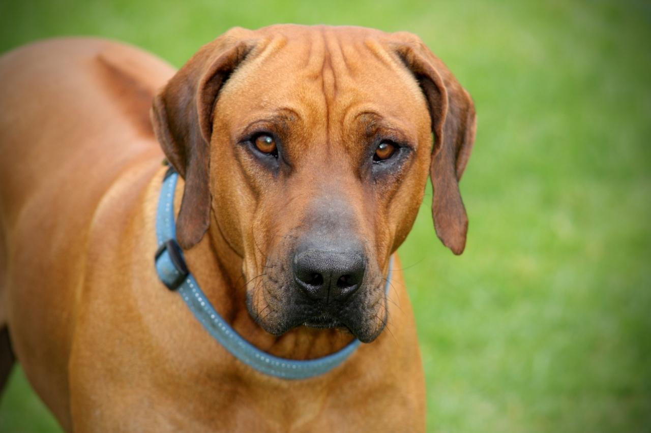 Best bathtub for Rhodesian Ridgebacks