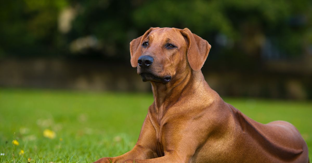 Rhodesian Ridgeback Featured5