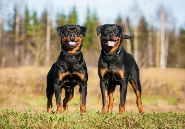 Rottweiler Article7