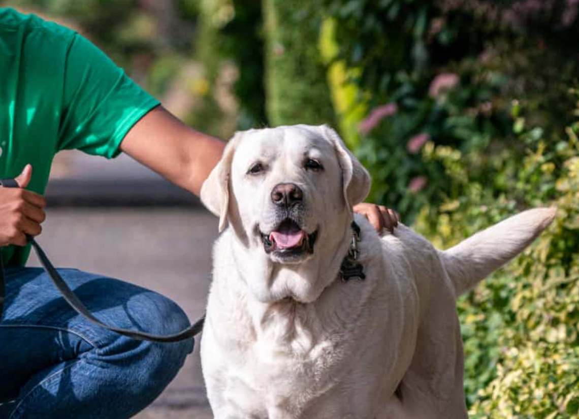 Rover Dog Walking