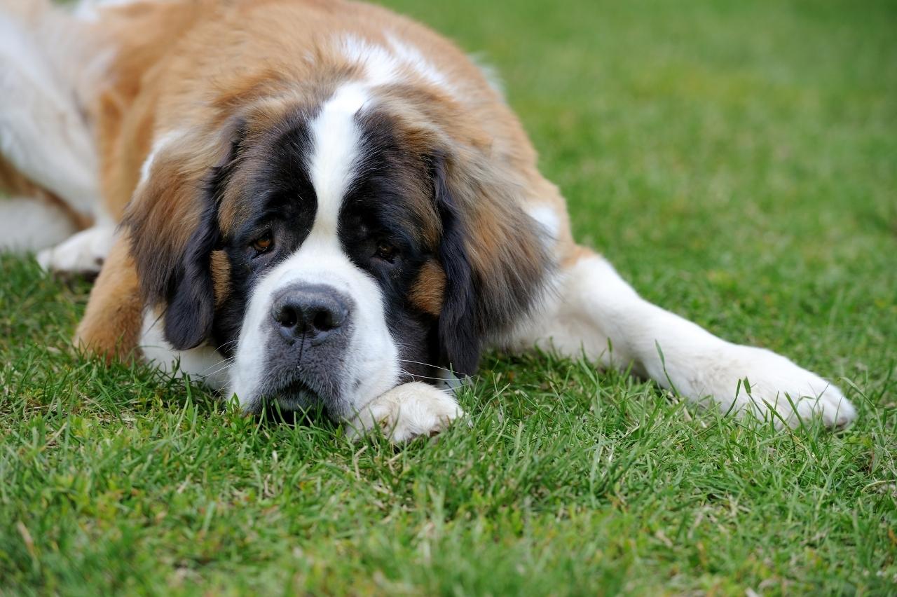 saint bernard itchy skin allergy