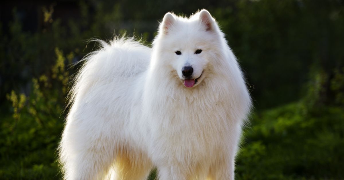 Samoyed Featured10