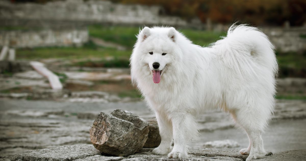 Samoyed Featured5