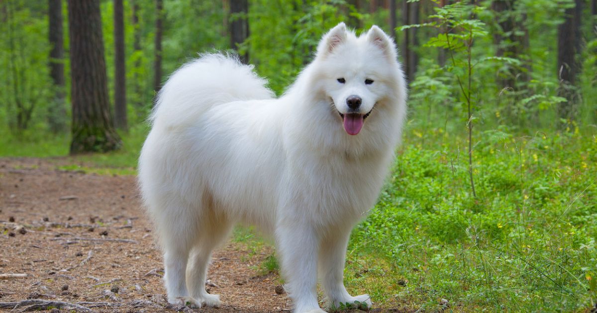 Samoyed Featured8