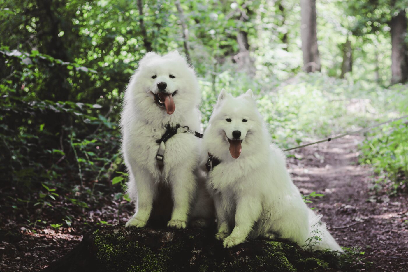 the best eye supplements for your Samoyed