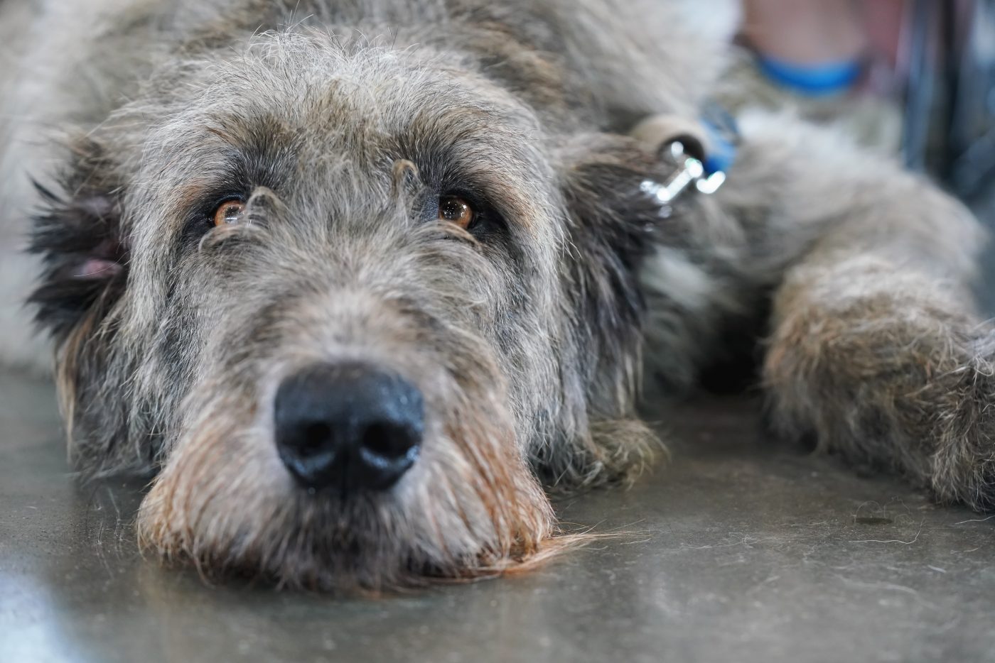 Scottish Deerhound