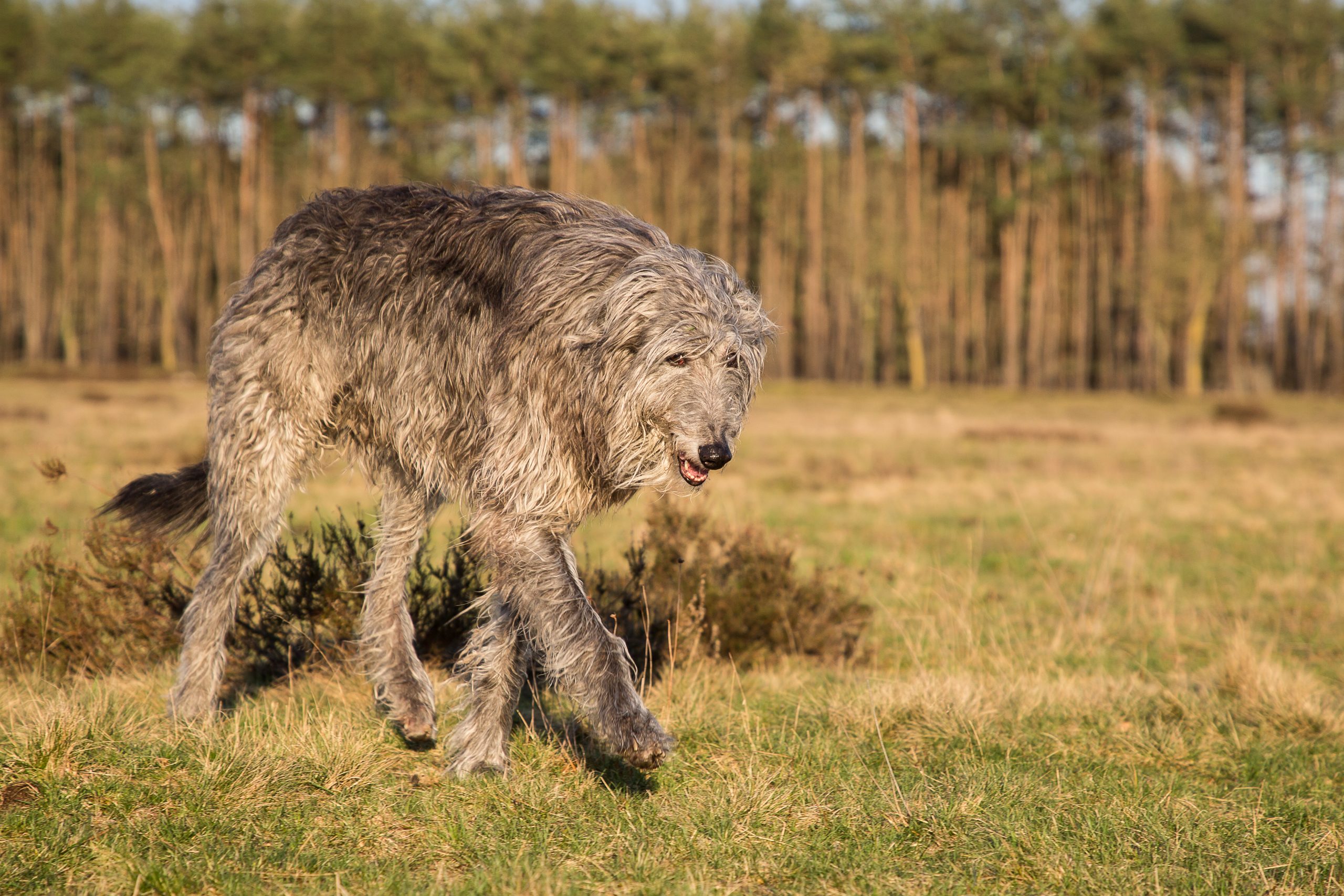 Scottish Deerhound