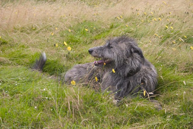 Scottish Deerhound5 scaled e1717127507445