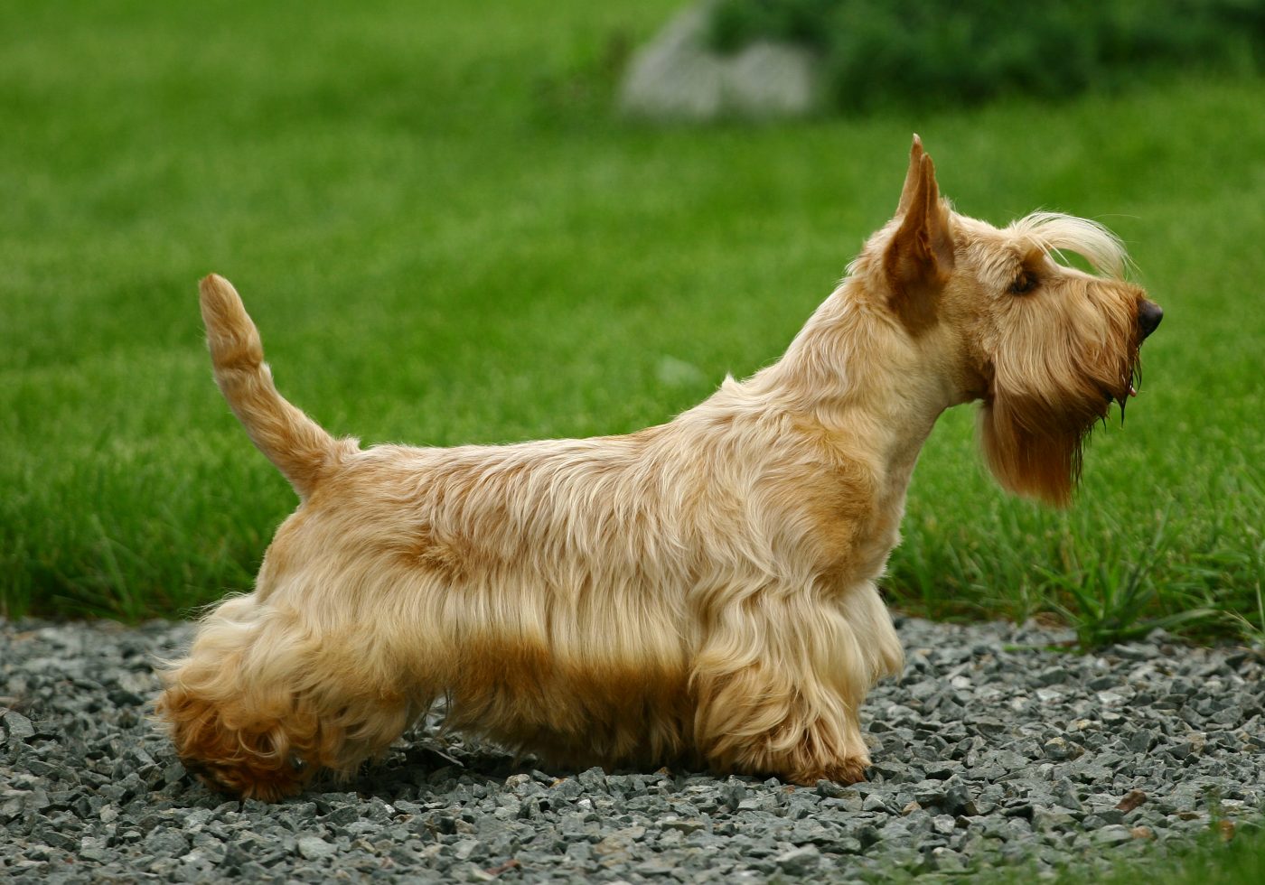 Scottish Terrier 1400x980 1