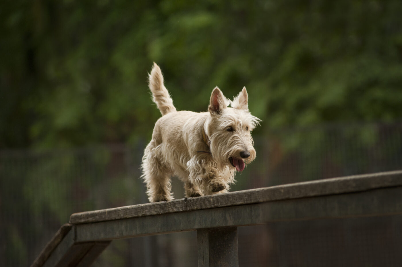 Scottish Terrier bridge 1400x932 1