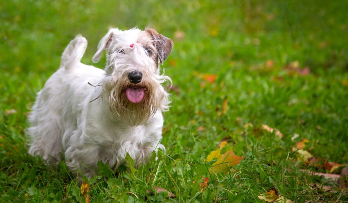 Sealyham Terrier2 scaled e1728730764622