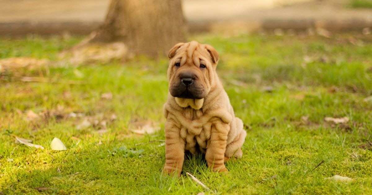 SharPei Featured2