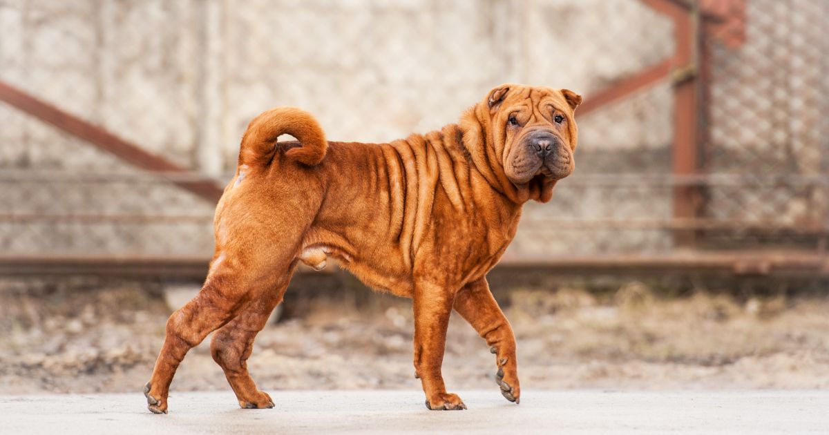 SharPei Featured3