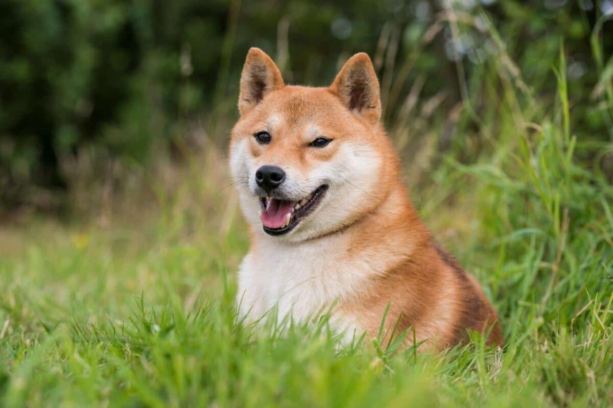 Shiba Inu 01 3 e1727331880459