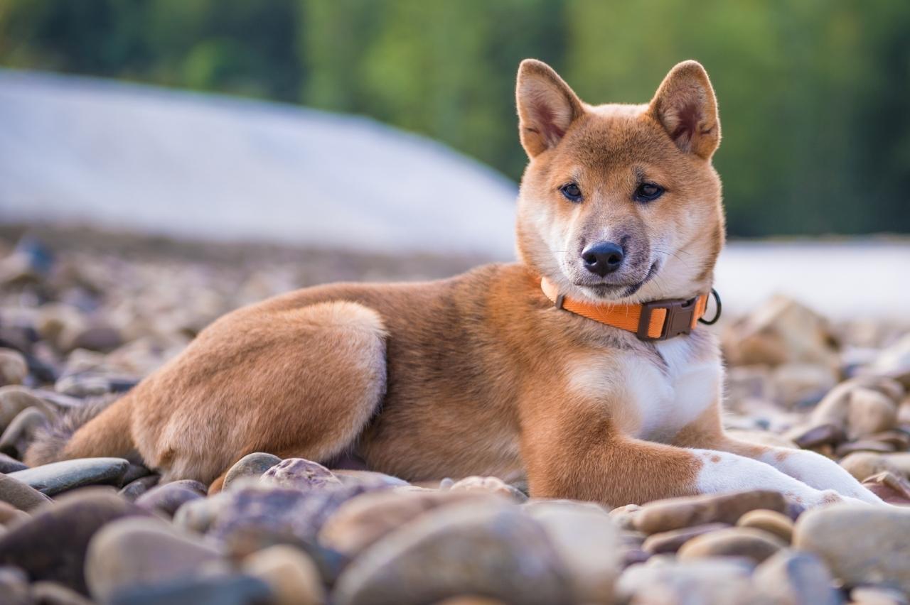 Best bully sticks for Shiba Inus