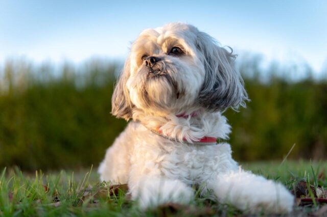 shih tzu itchy skin allergy