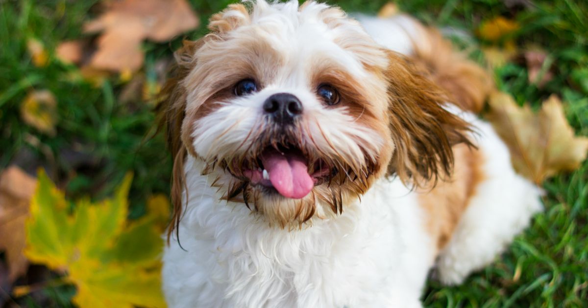 Shih Tzu Featured2