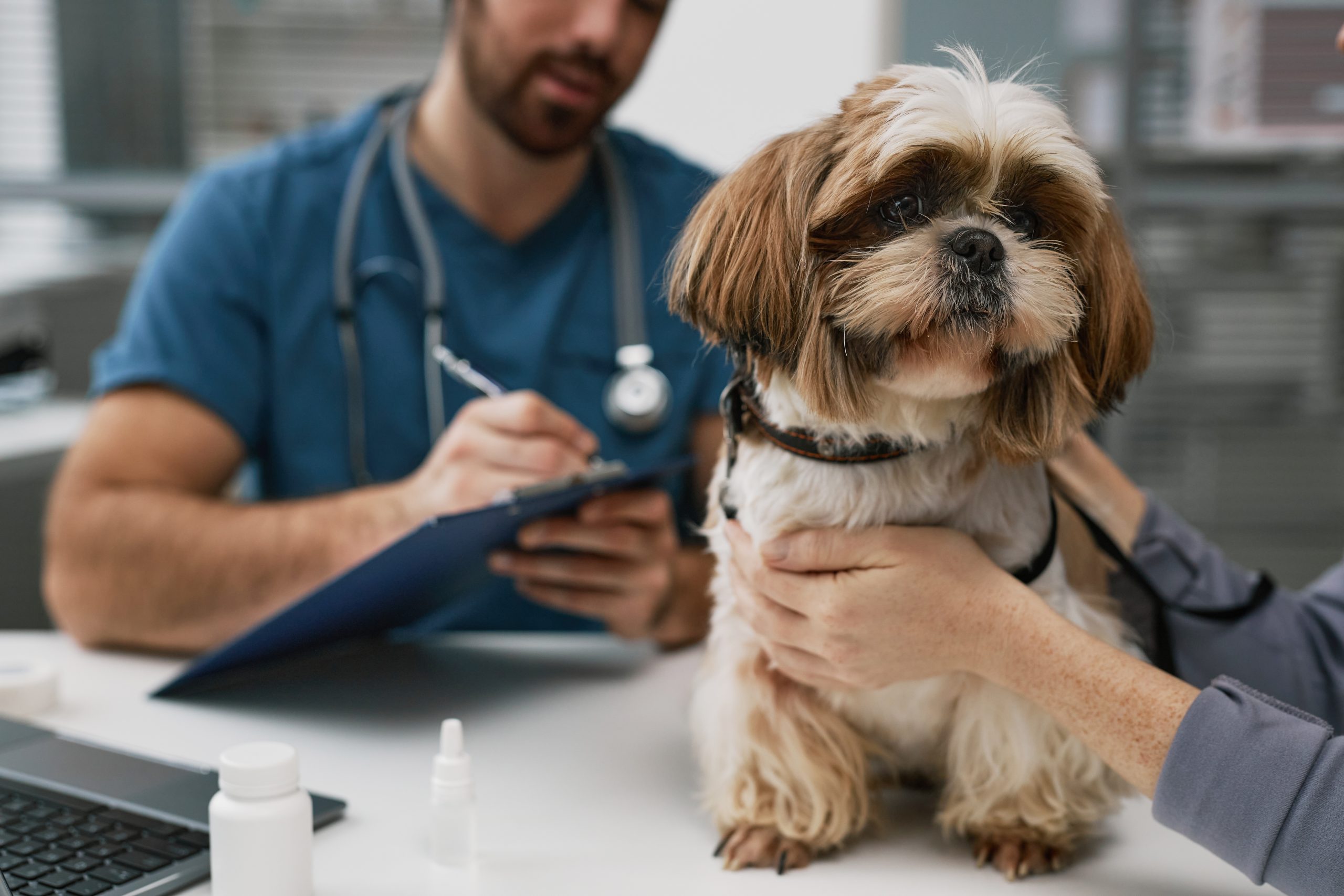 Shih Tzu at the vet scaled 1