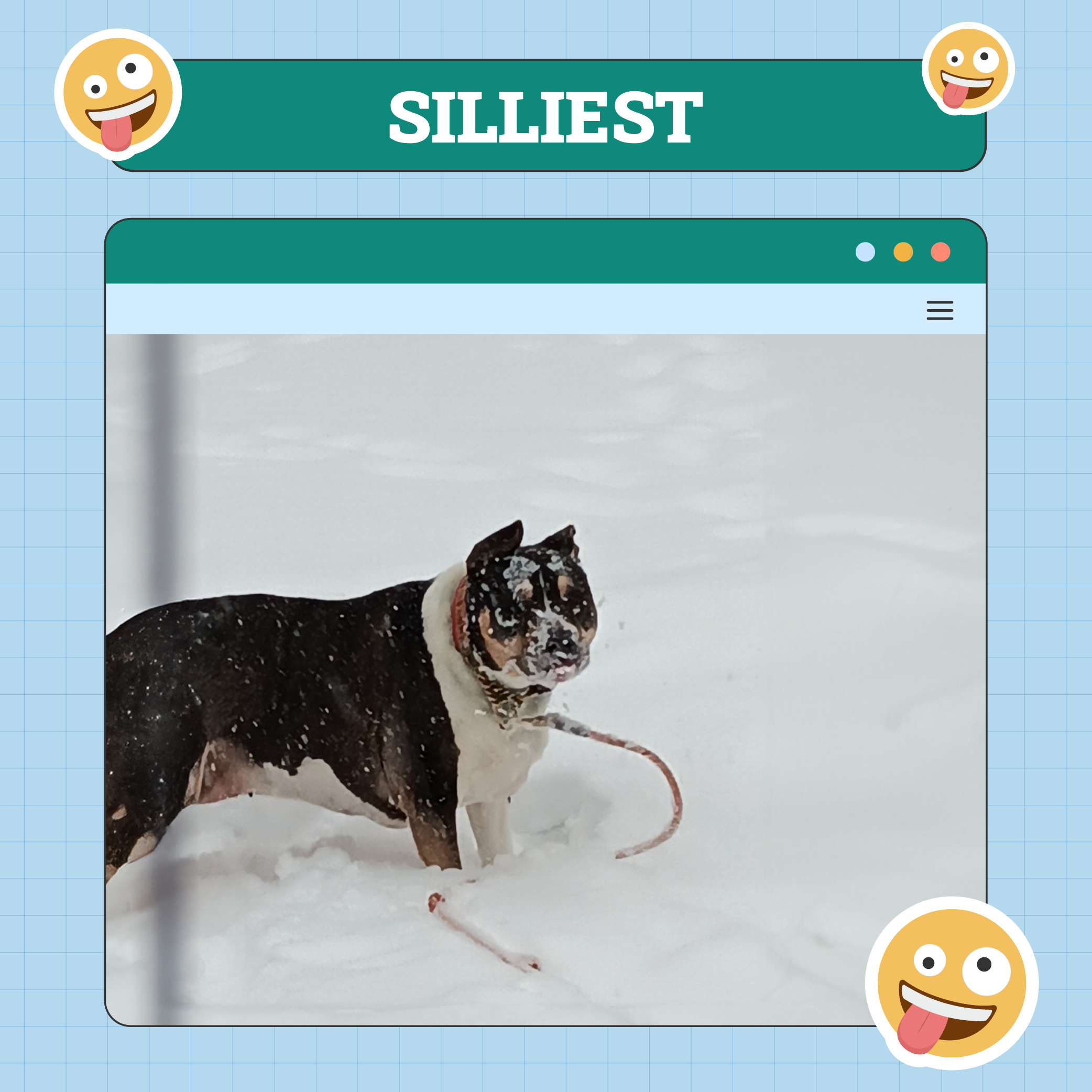 Silliest Dog Of The Week Nov 28