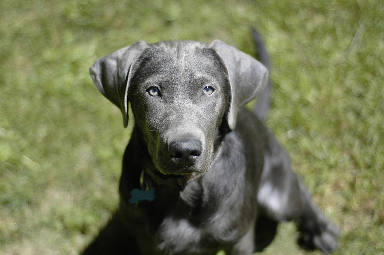 Silver Labrador Retriever