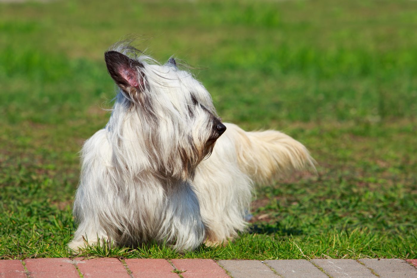 Skye Terrier 1400x933 1