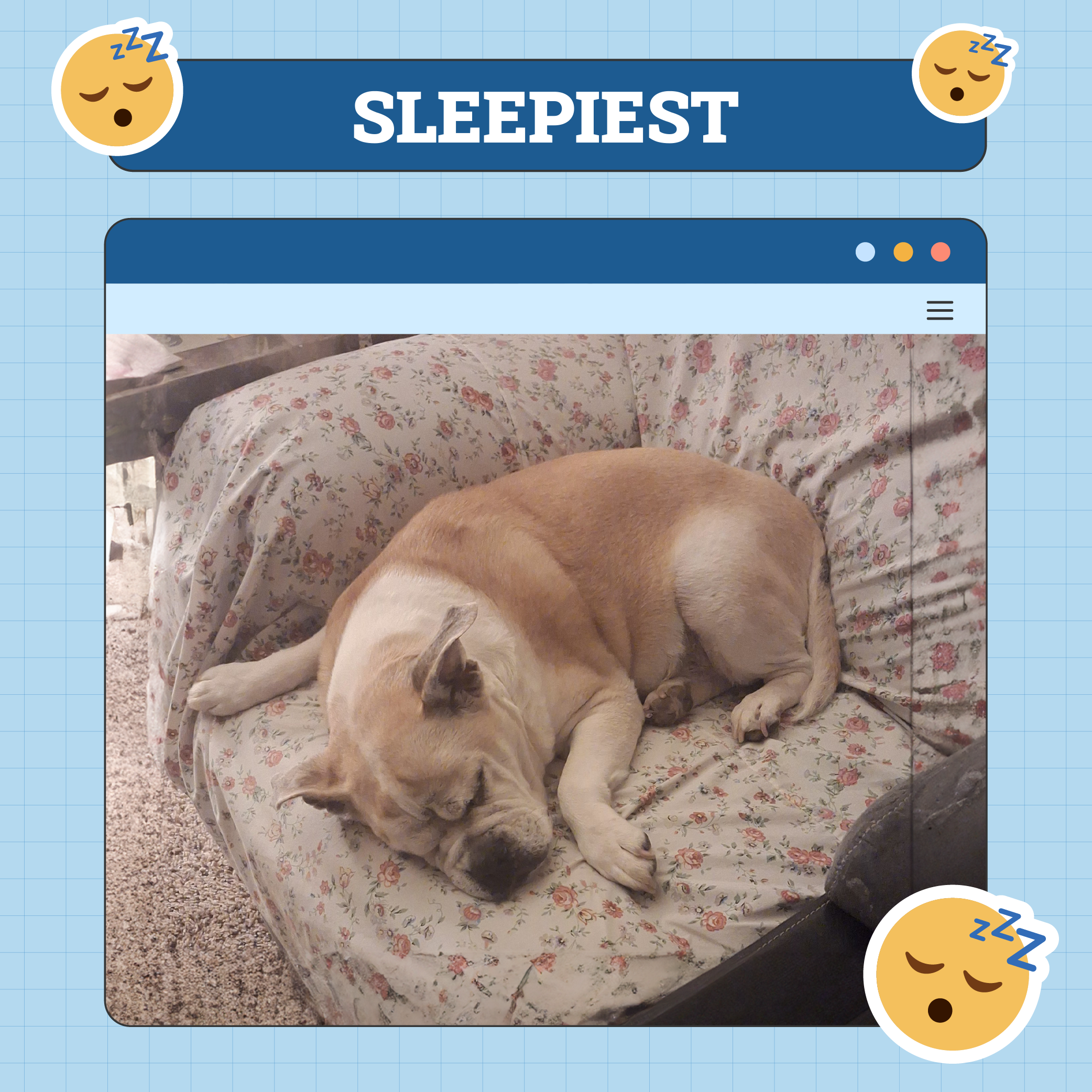 Sleepiest Dog Of The Week Nov 28