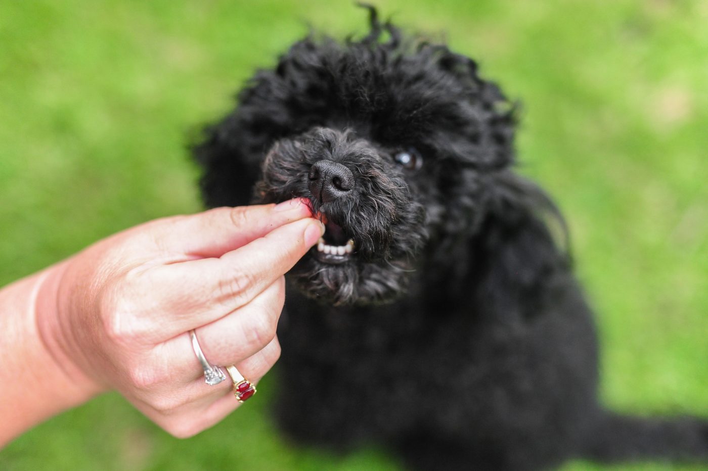 Small dog getting treat