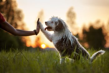 Spanish Water Dog2 350x234 1