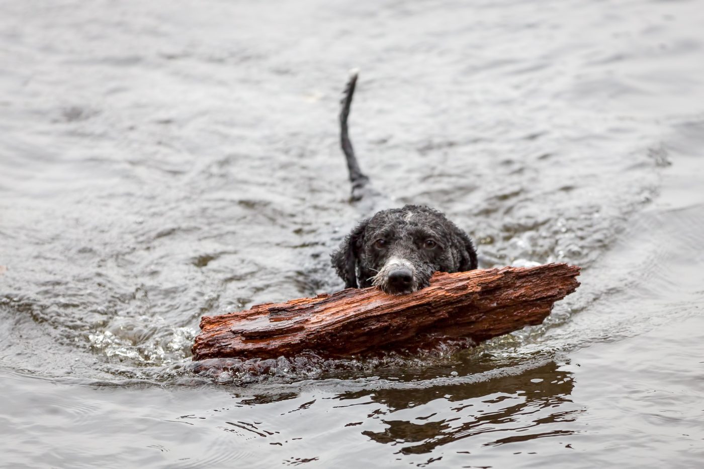 Spanish Water Dog3 1400x933 1