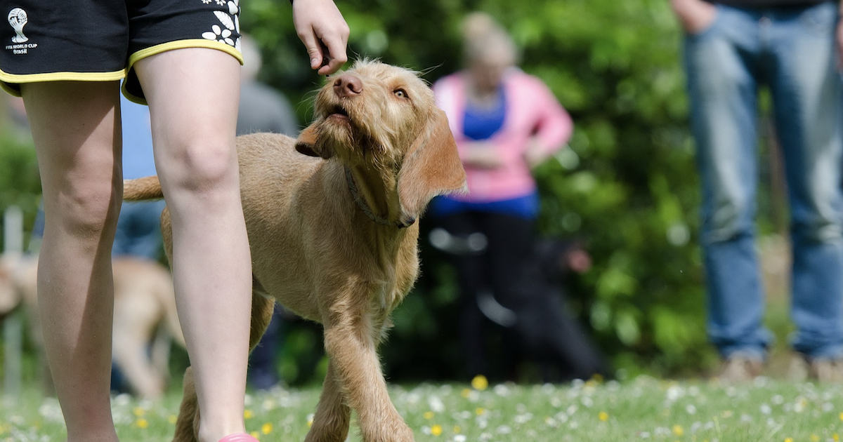 SpiritDog Online Training