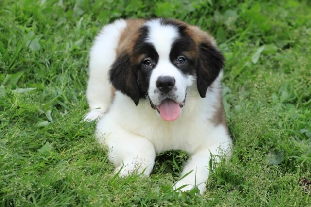 St. Bernard 04 e1675801470852